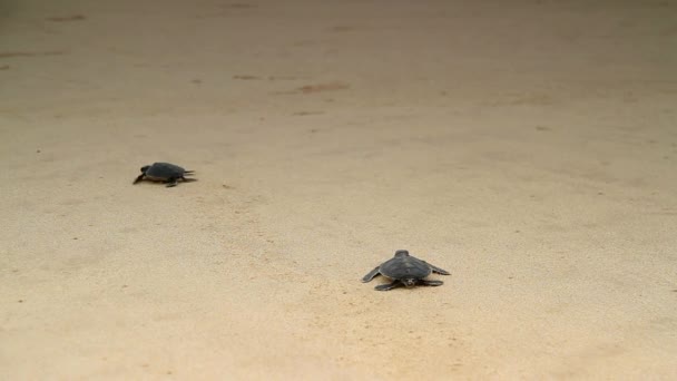 Pohled Malé Krásné Želvy Podmořském Světě Raja Ampat Indonésie — Stock video