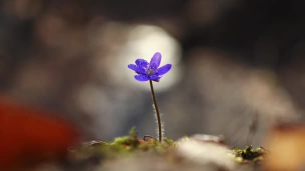 Μια Επιλεκτική Εστίαση Του Hepatica Transsilvanica Άγριο Λουλούδι Στο Δάσος — Αρχείο Βίντεο