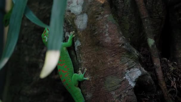 Ytlig Fokusbild Grön Ödla Som Står Trädstam Vid Zürichs Zoo — Stockvideo