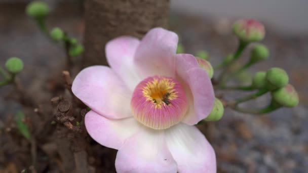 Ein Gustavia Superba Mit Zarten Rosafarbenen Blütenblättern — Stockvideo