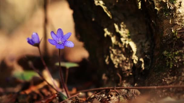 Ένα Επιλεκτικό Λουλούδι Hepatica Transsilvanica — Αρχείο Βίντεο