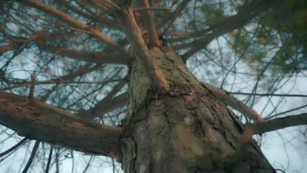 Вид Озеро Джека Дарлинга Мемориальном Парке — стоковое видео