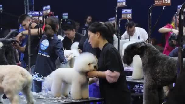 Ein Schönheitswettbewerb Für Hunde Barcelona November 2018 — Stockvideo