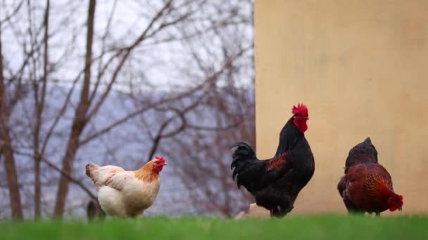 昼間に畑で放牧されている鶏の群れの近くに — ストック動画
