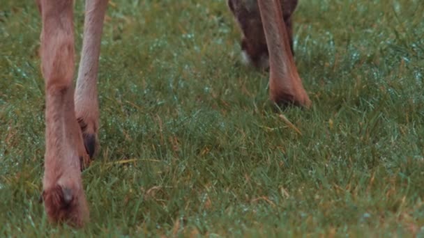 Black Tailed Deer Odocoileus Hemionus Columbianus — Stock Video