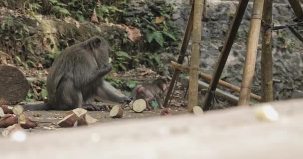 Video Mono Monkey Forest Ubud Bali Indonesia — Vídeos de Stock