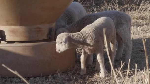 Les Images Une Ferme Avec Des Agneaux — Video