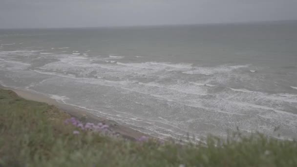 Uma Bela Vista Praia Verde Com Plantas Flores Crescendo Com — Vídeo de Stock