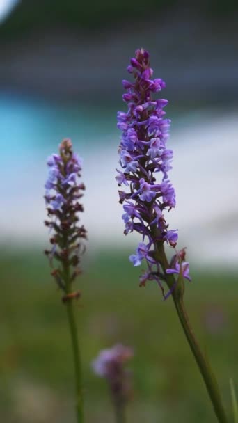 Selektivní Zaměření Fialových Voňavých Orchidejí Poli Rozmazaném Pozadí — Stock video