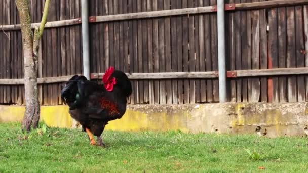 Ένας Μαύρος Κόκορας Κόκκινο Οικόσημο Περπατάει Και Τρώει Στην Αυλή — Αρχείο Βίντεο