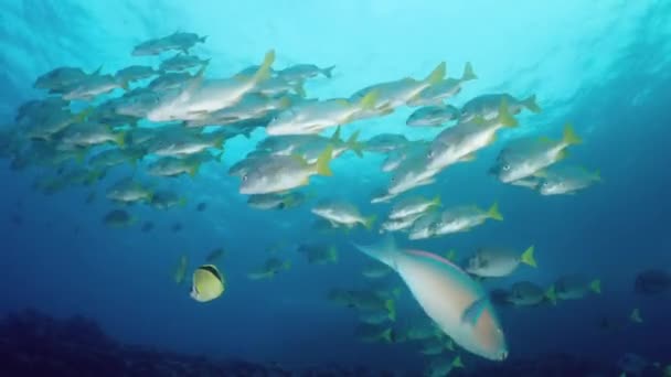 Ryby Žlutými Ocasy Ploutvemi Plavající Moři — Stock video