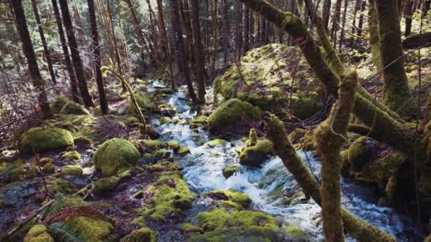 캐나다 브리티시컬럼비아주 밴쿠버 알버니 바위와 나무에 흐르는 아름다운 시냇물 — 비디오