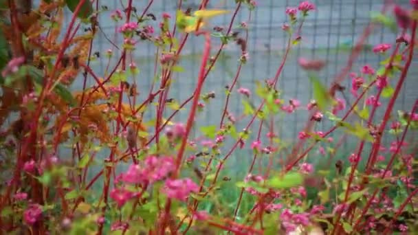 Red Rose Soba Planta Trigo Mourisco — Vídeo de Stock