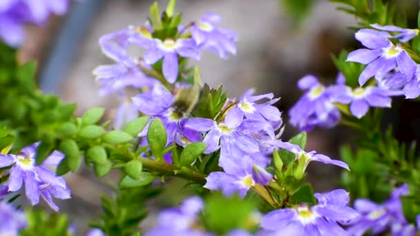 Piękny Trzmiel Zapyla Purpurowe Kwiaty Naturze — Wideo stockowe