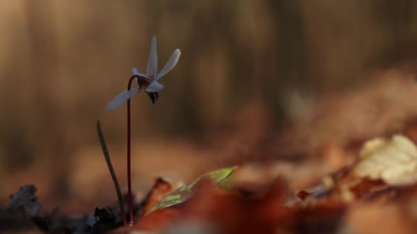 Ρηχή Εστίαση Ενός Λουλουδιού Dogtoth Violet Erythronium Dens Canis Που — Αρχείο Βίντεο