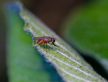 Yeşil bir yaprağın üzerinde kahverengi bir sineğin yakın plan çekimi.