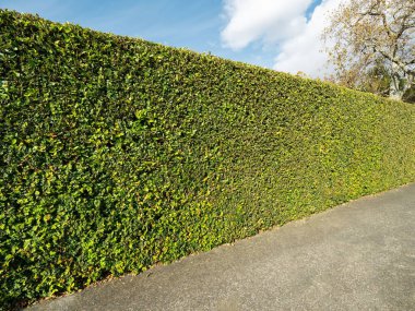 Perspective view of green hedge with concrete sidewalk in front and blue sky in background