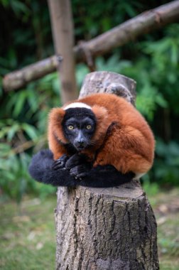 Hollanda, Amsterdam 'daki Artis Hayvanat Bahçesi' nde bir kırmızı lemur.