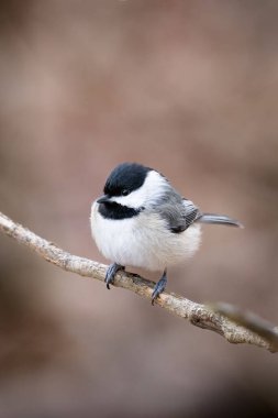 Carolina Chickadee (Poecile carolinensis) temiz bir arkaplandan izole edilmiş bir dala tünemişti.
