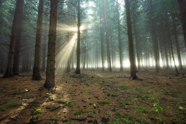 Gün batımında güzel bir ormanın alçak açılı görüntüsü