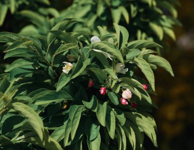 Çiçek açan bir Begonya 'nın yakın plan fotoğrafı.