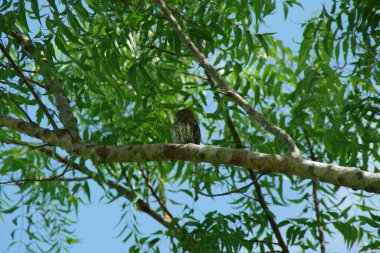Bir ağaç dalına konmuş benekli bir baykuşun yakın plan çekimi.