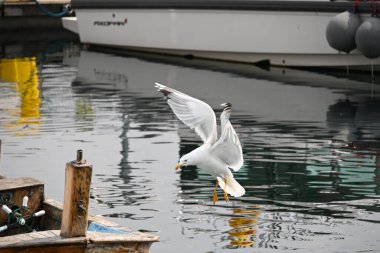 Limanda tekneye uçan bir martı.