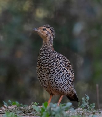 Siyah bir Francolin (Francolinus pictus) bitkilerle dolu bir ağaçta tünemişti.