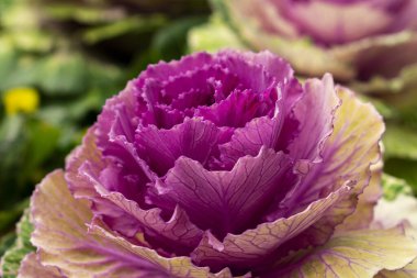 Süslü Kale, Brassica oleracea 'ya yakın çekim. Seçili odak.