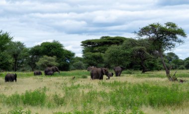 Serengeti Ulusal Parkı, Tanzanya 'da yeşil bir çayırdaki bir grup Afrika fili.