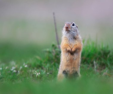 Çimlerin üzerinde şirin bir Spermophilus 'un yakın plan fotoğrafı.