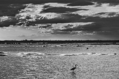 Bulutlu bir gökyüzüne karşı güzel bir gölün üzerindeki beyaz aynalı ayıların siyah ve beyaz görüntüsü.