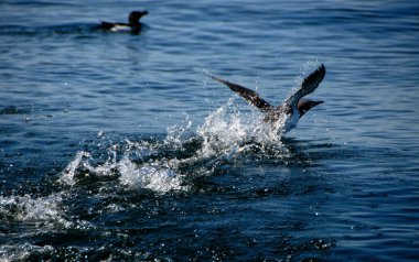 Almanya 'nın Helgoland kentindeki iki yaygın Guillemot (uria aalge)