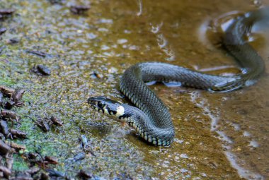 Bir Natrix natrix yılanı. Yakından izole edilmiş, bir Natu.