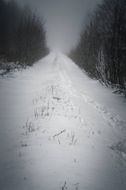 Almanya 'nın kasvetli bir kış gününde, ormanda bir patikanın dikey görüntüsü.