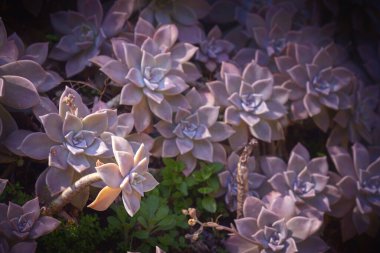 Baharda bahçede yetişen hayalet bitkilerin yakın plan çekimi.