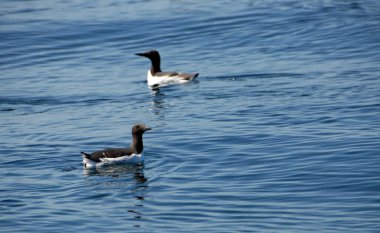 Almanya 'nın Helgoland kentindeki iki yaygın Guillemot (uria aalge)