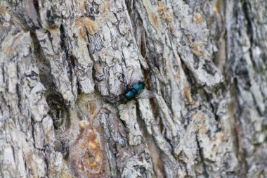 Ağaç kabuğundaki sineğin yakın plan çekimi.