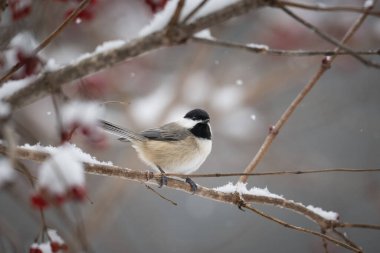 Carolina Chickadee (Poecile carolinensis) karla çevrili temiz bir arkaplandan izole edilmiş bir dala tünemişti.