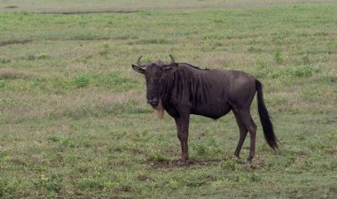 Tanzanya 'daki Serengeti Ulusal Parkı' nda çayırdaki bir antilop.