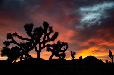 Gün batımına karşı çölde bir kaktüs silueti.