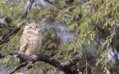 Bir ağaç dalında oturan güzel bir baykuşun yakın çekimi.