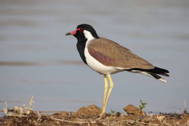 Göl kıyısında kırmızı kanatlı bir kuşun yakın çekimi.
