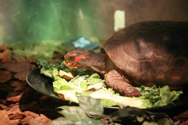 Kaplumbağanın akvaryumdaki bir tabaktan yemek yediği yakın plan bir fotoğraf.