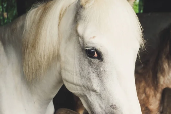 A closeup shot portrait of an American Quarter Horse head in the garden