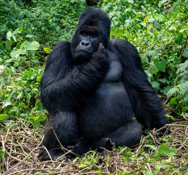 Gros Plan Gorille Adulte Dans Parc National Des Virunga République — Photo