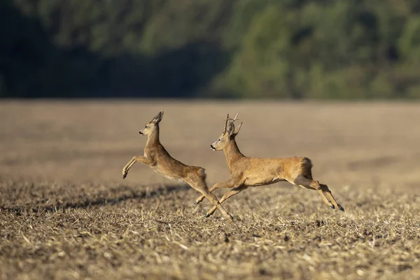 Dois Veados Correndo Campo Seco Fundo Embaçado — Fotografia de Stock