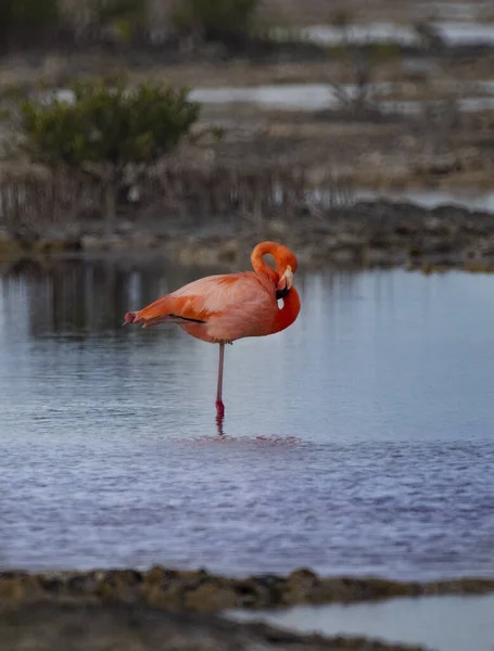 Eine Vertikale Aufnahme Eines Schönen Flamingos Der Wasser Steht — Stockfoto