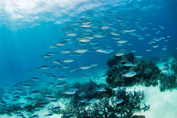 Прекрасний Знімок Групи Риб Які Плавають Навколо Коралового Рифу Великому — стокове фото
