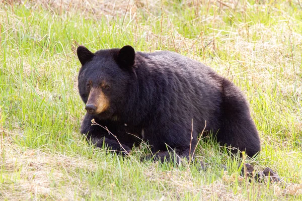Большой Дикий Черный Медведь Траве Лесу Солнечный День — стоковое фото